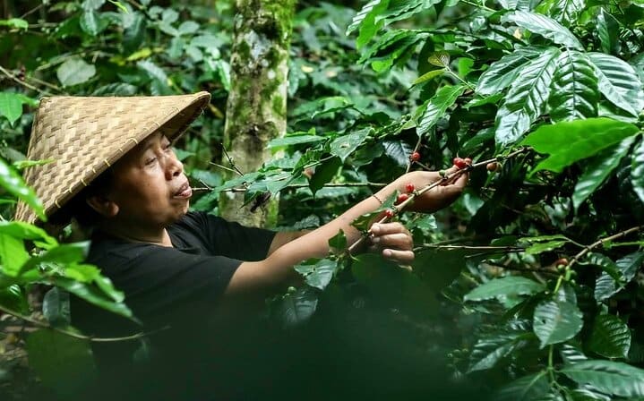 Coffee Plantation Visit