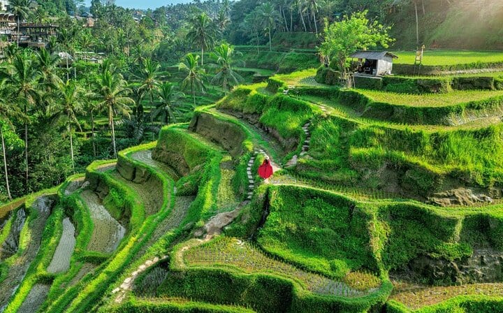 Tegallalang Rice Terrace