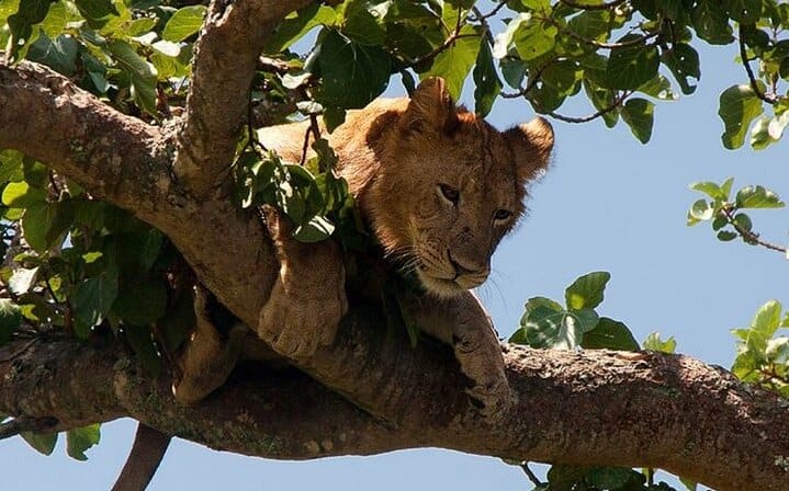 Ishasha tree climbing lions in Queen Elizabeth National Park