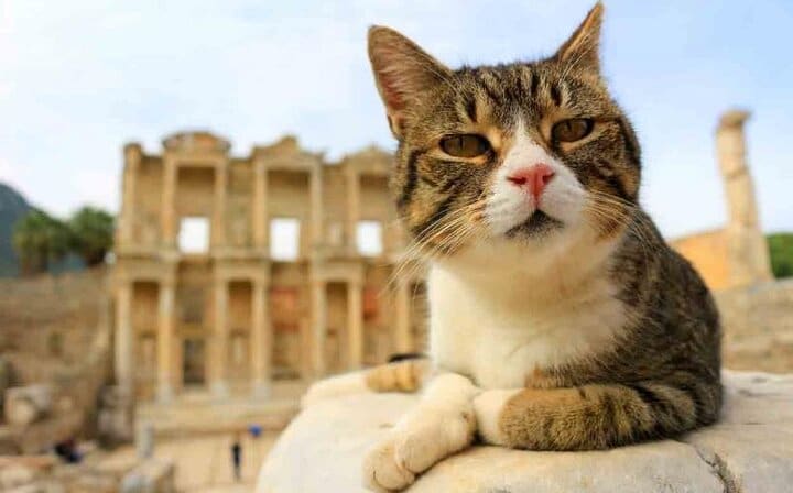 Cats in Ephesus
