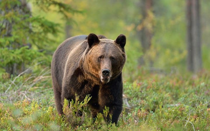 Small-Group Wildlife Brown Bear Day Trip from Brasov