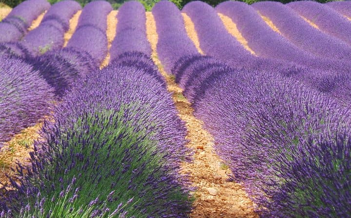 Lavender field