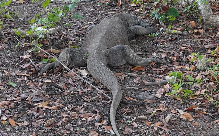 Komodo Island
