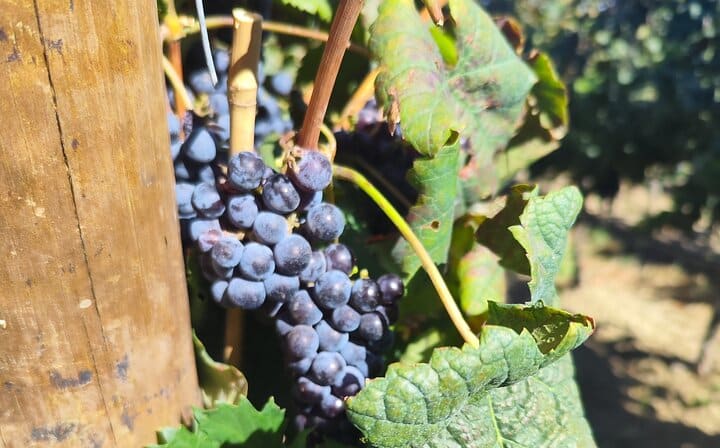 Cabernet-sauvignon grape variety - Quinta da Bacalhôa