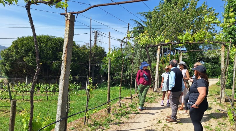 Group of visitors walking through a vineyard in Arouca Portugal during a guided wine experience.