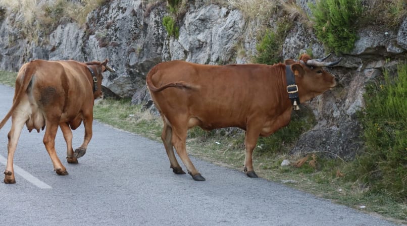 Traditional cows walking along a rural road in the Arouca region, Portugal.