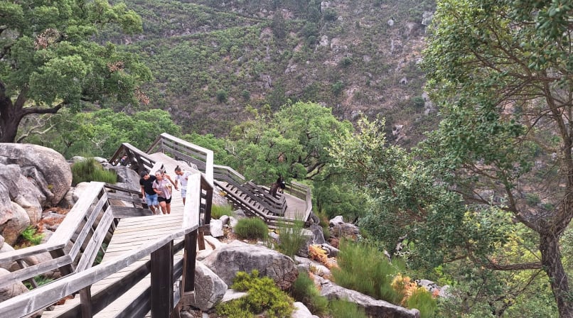 Visitors climbing wooden stairs along the Paiva Walkways surrounded by forest and rocky landscape.