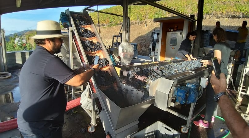 Quinta do Vallado harvest production with grapes on conveyor belts, winery workers, visitors, and vineyard slopes