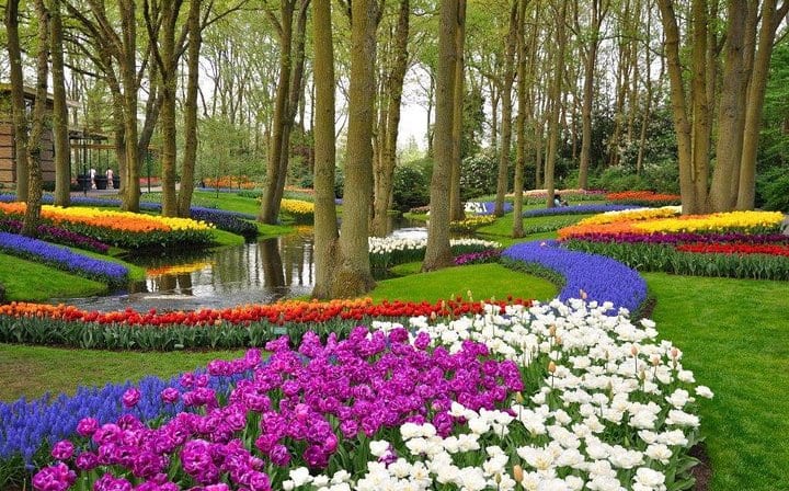 Rivers of tulips in the Keukenhof park