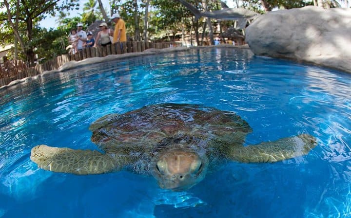 Giant Turtles