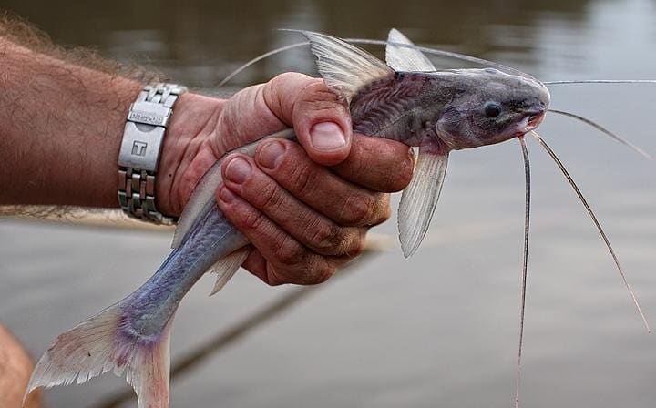 Cat fish
