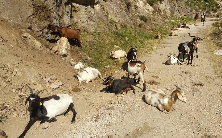 Goats spotted on the path!