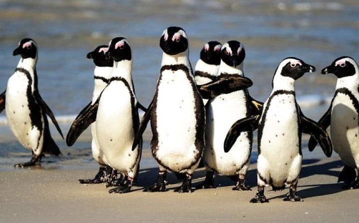 cape peninsula private tour