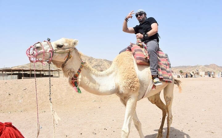 Camel Hurghada