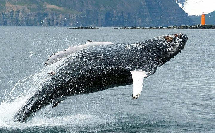 Breaching humpback whale