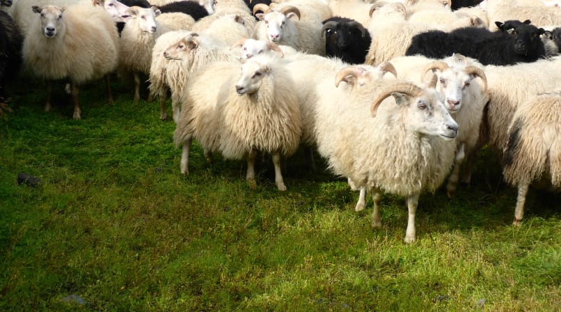 Who we may encounter on our hikes