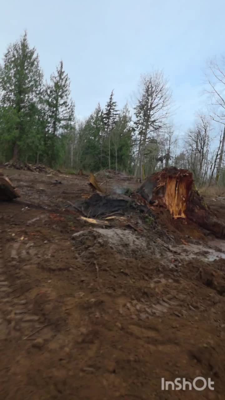 Part 4 of 8: Every giant stump starts with one root