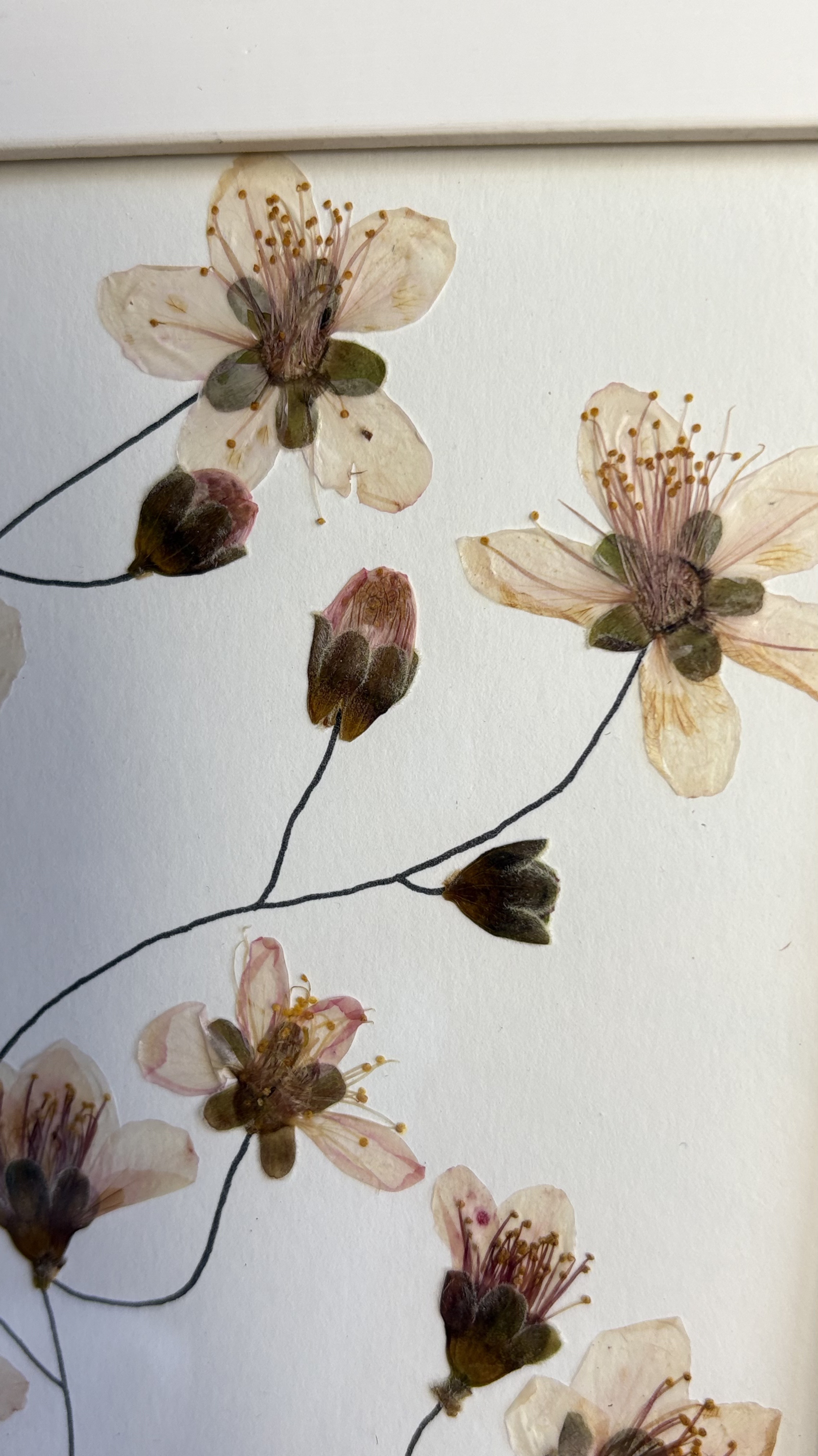 Florescer da Cerejeira - imagem 3