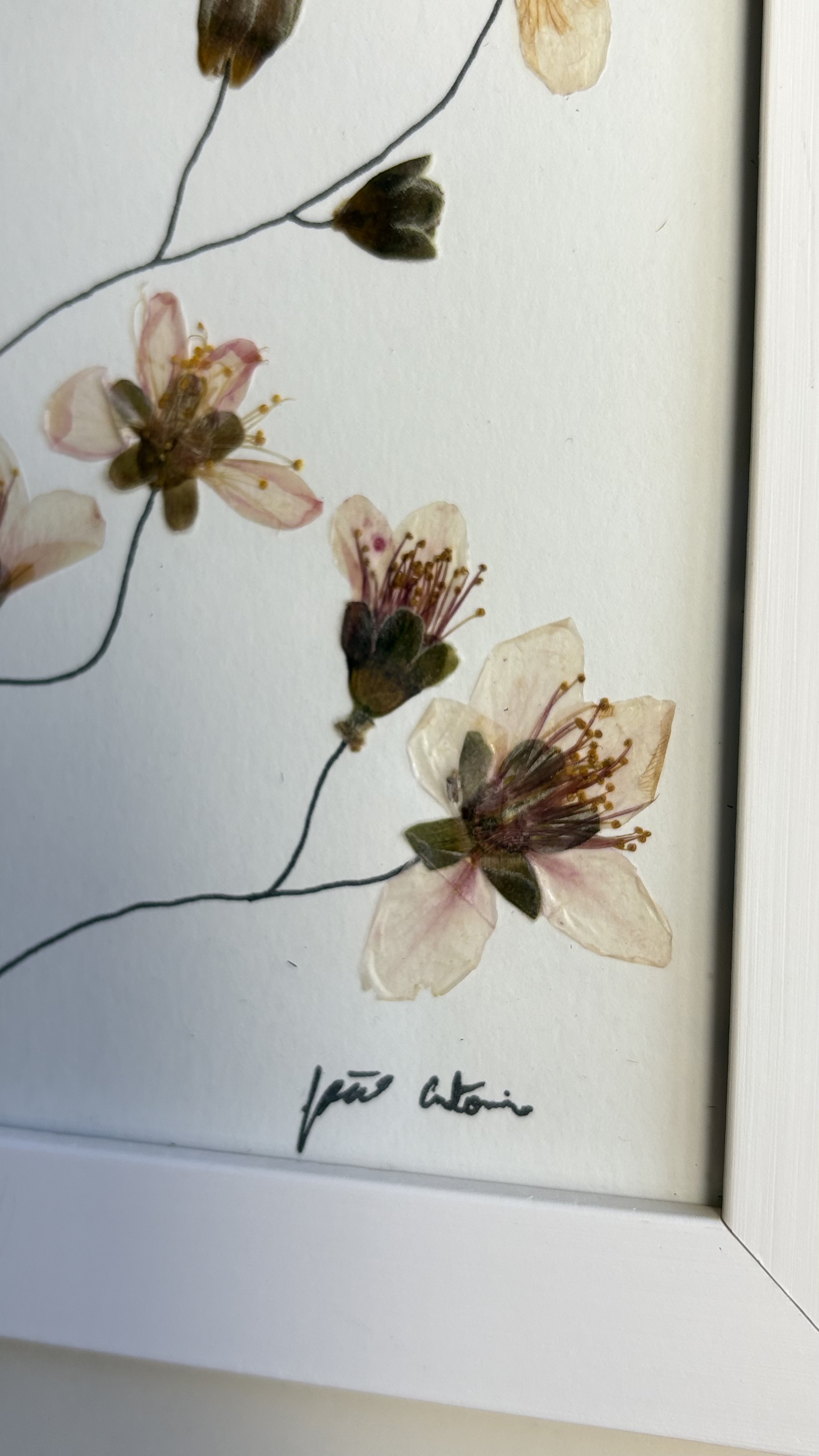 Florescer da Cerejeira - imagem 2