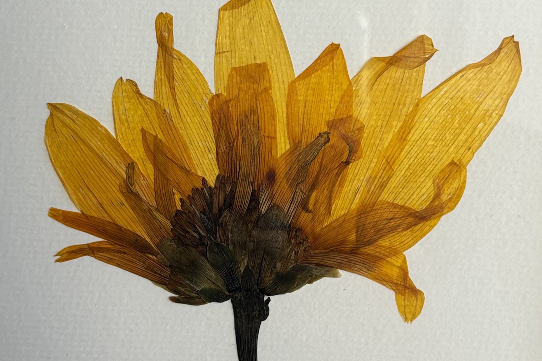 Verão em Flor - imagem 2