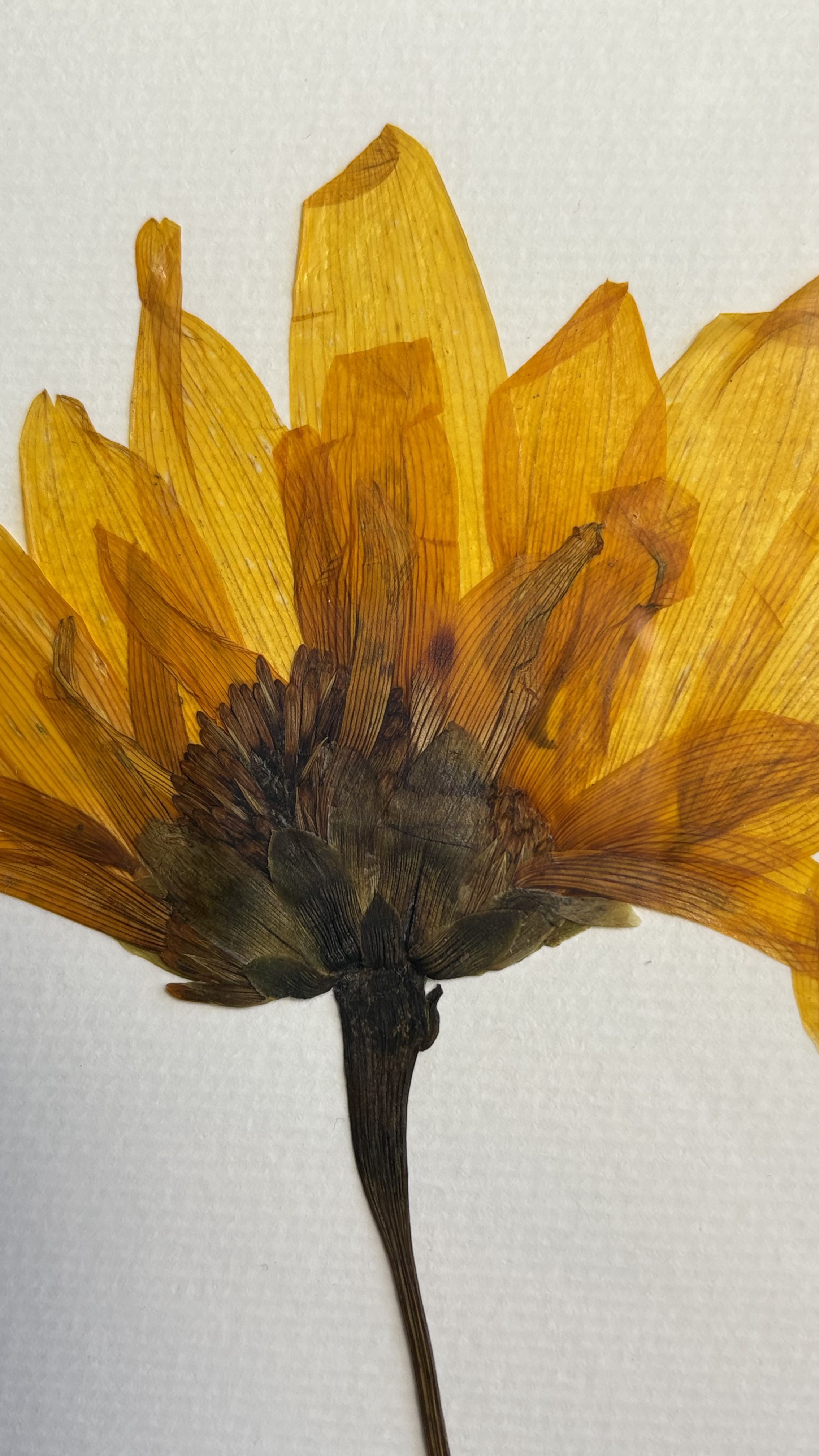 Verão em Flor - imagem 3