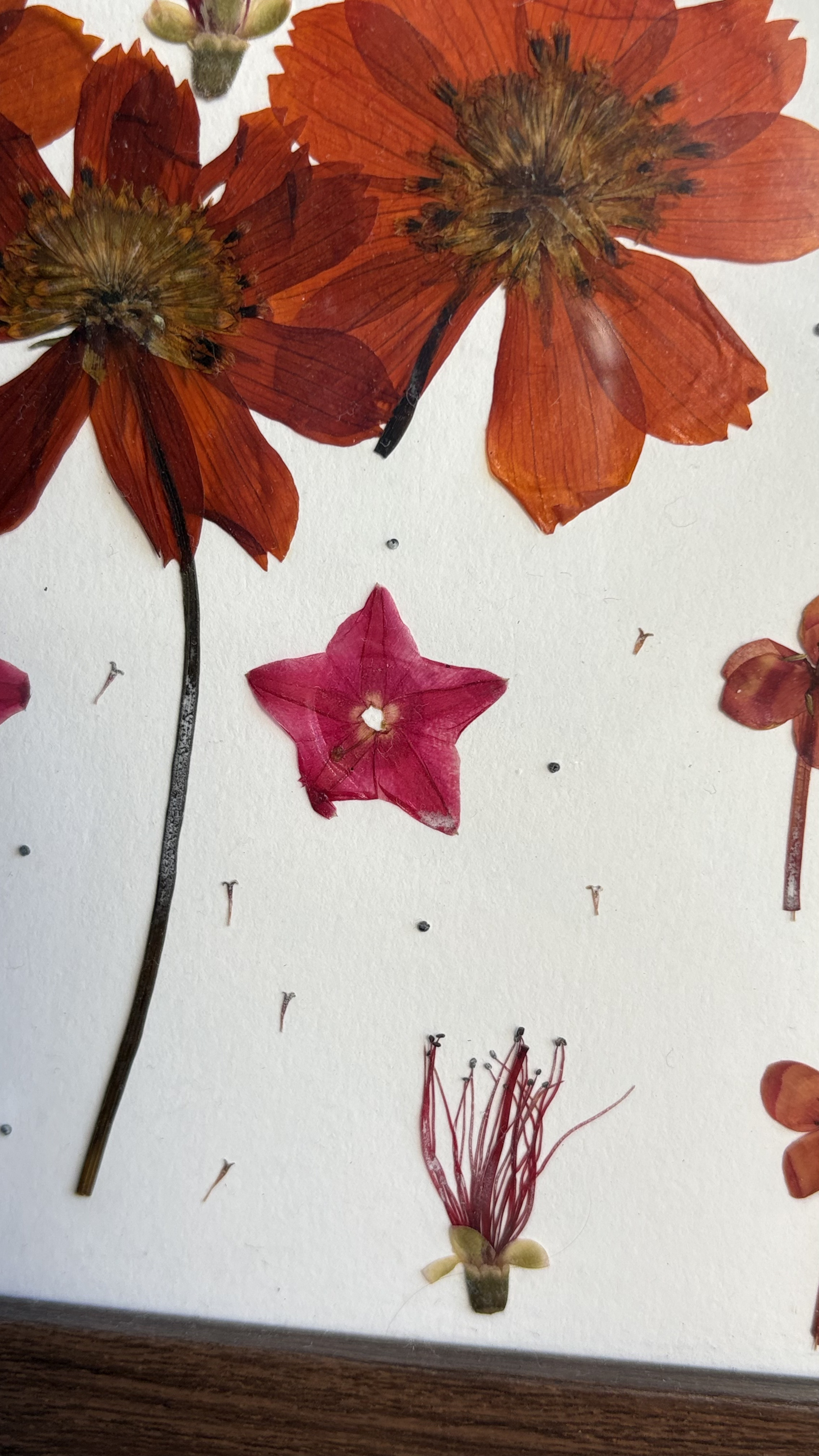 Calor floral - imagem 2