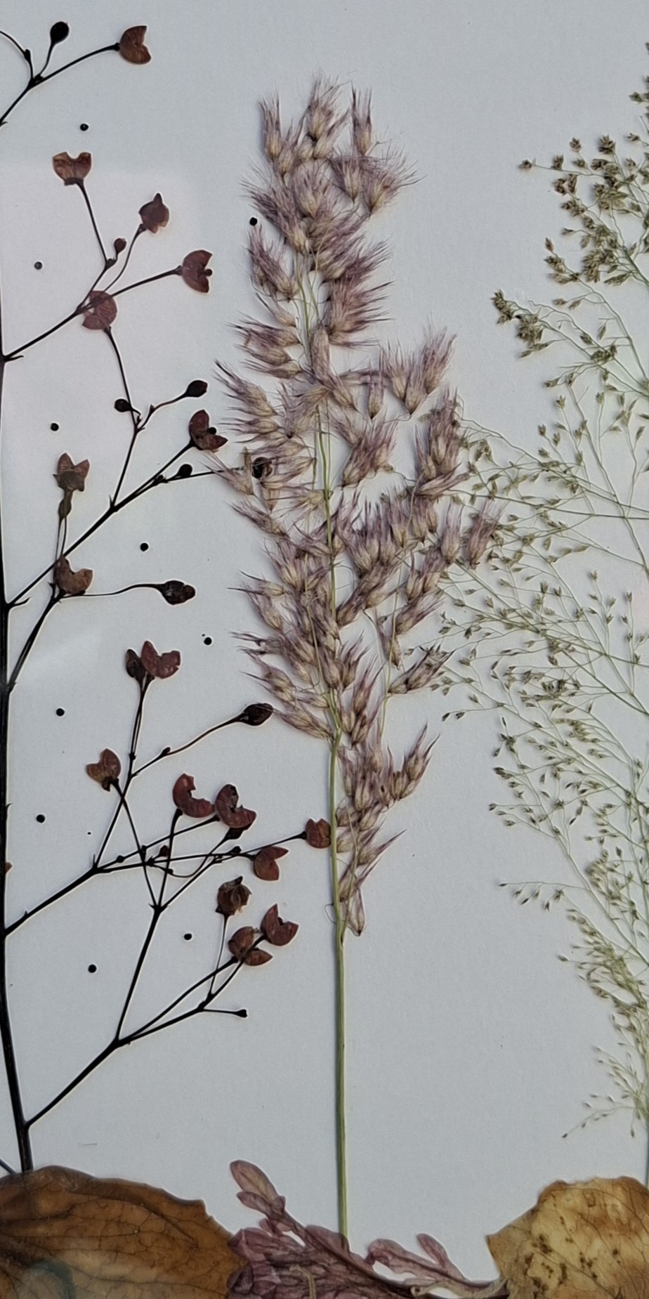 Floresta em pé - imagem 2
