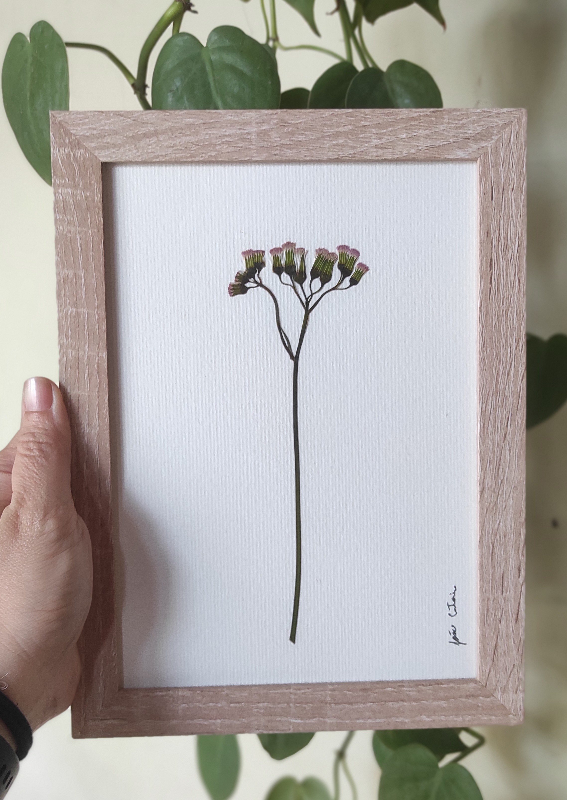 Beleza solitária