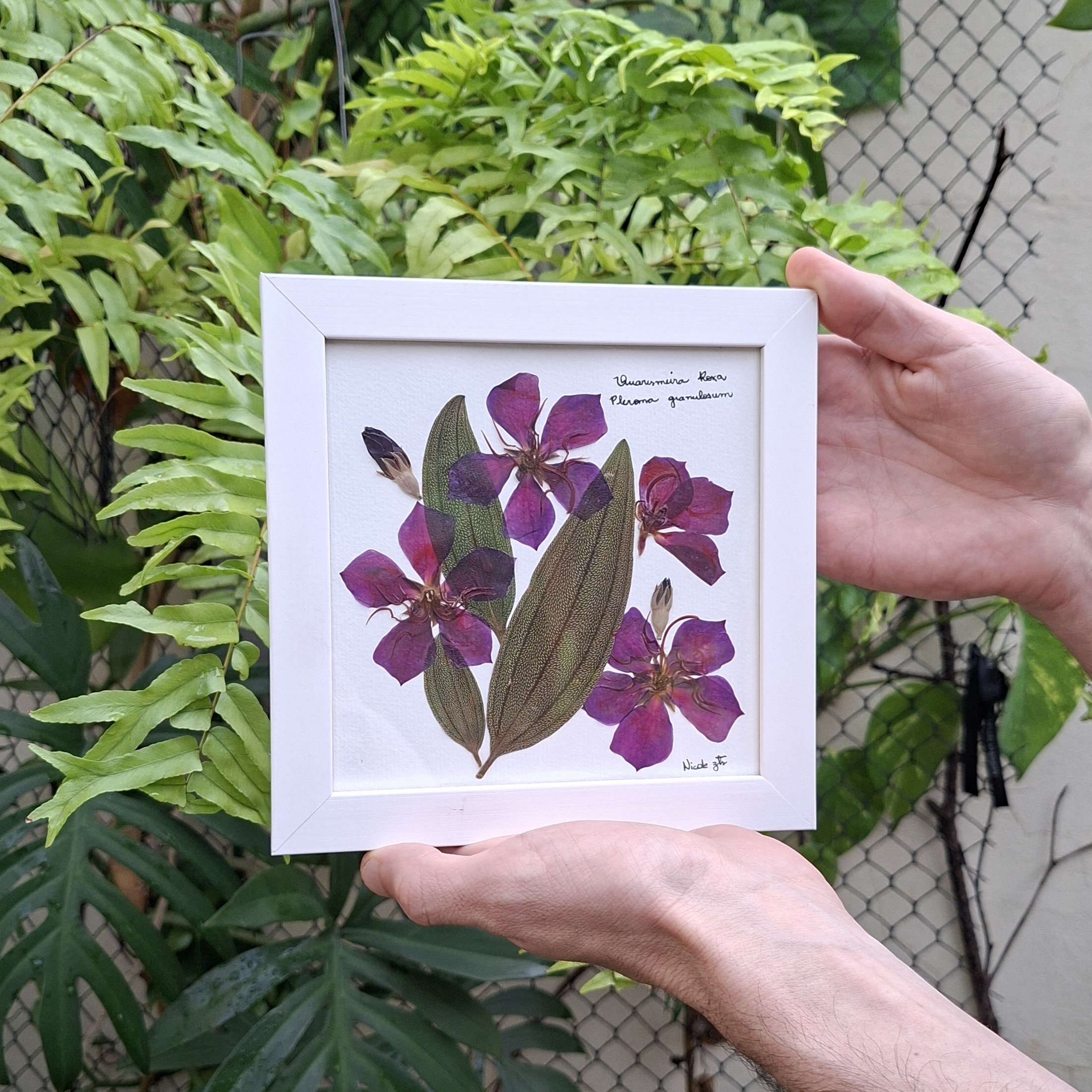 Quaresmeira Roxa - Pleroma granulosum - imagem 2