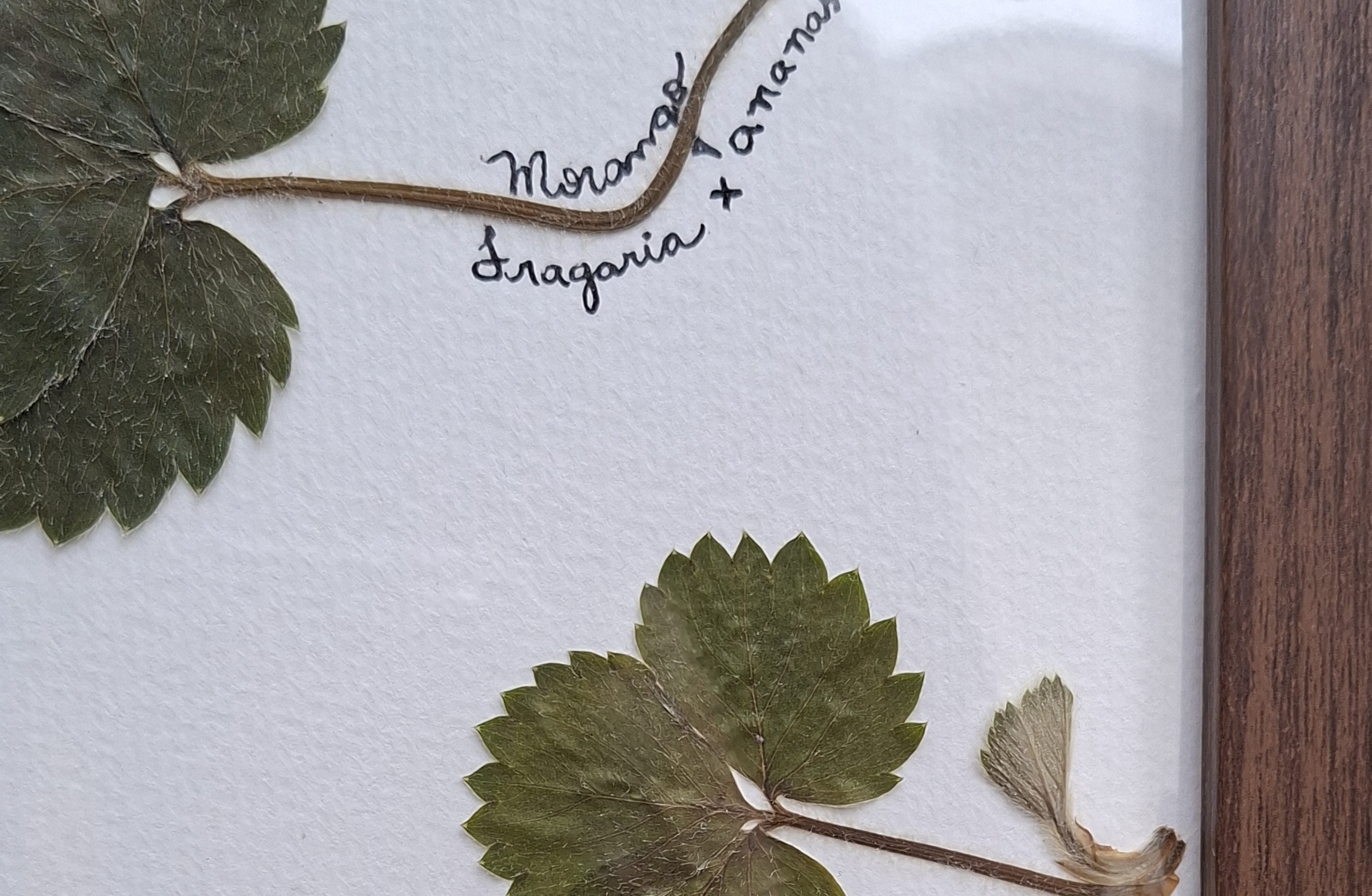 Morango - Fragaria × ananassa - imagem 2