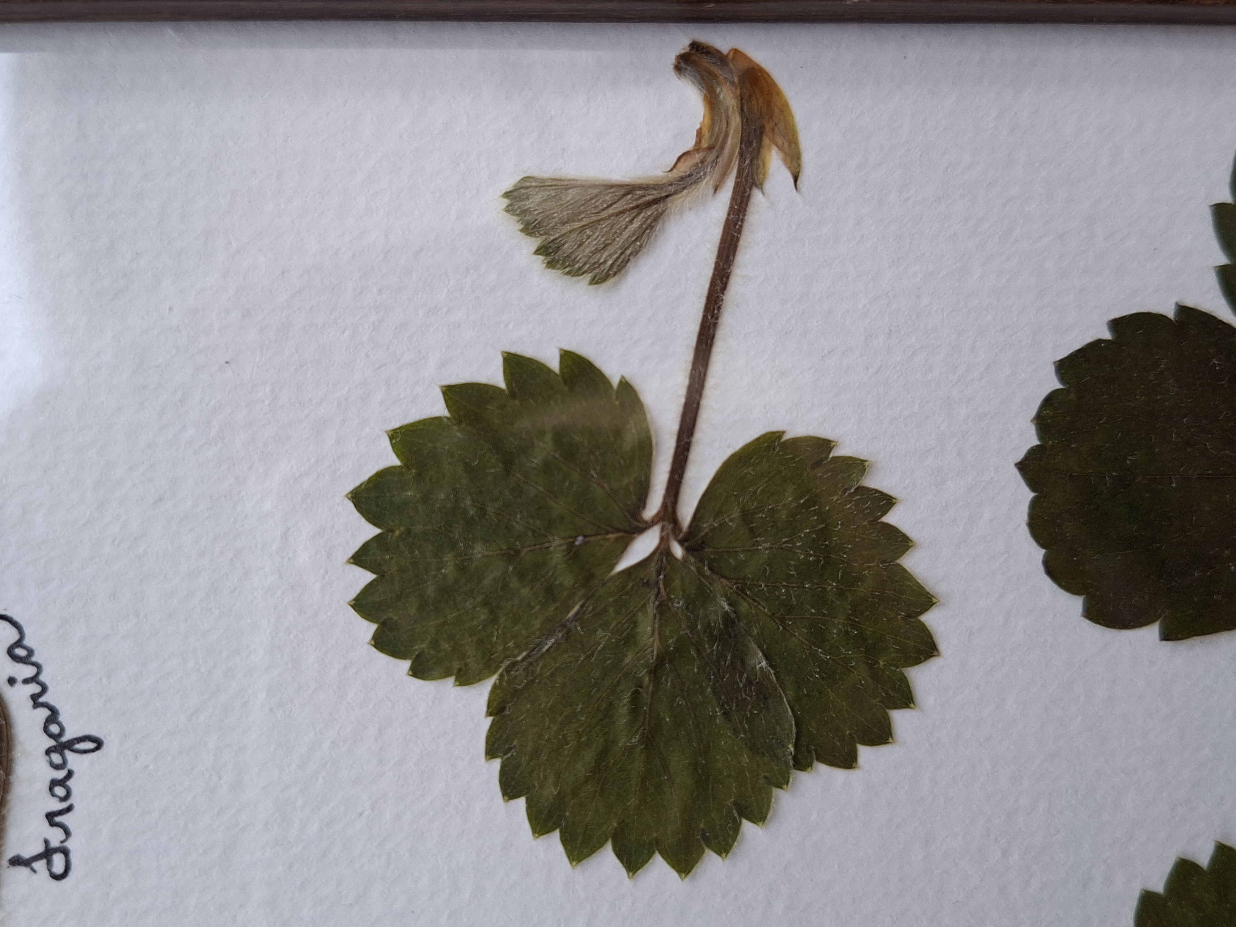 Morango - Fragaria × ananassa - imagem 4