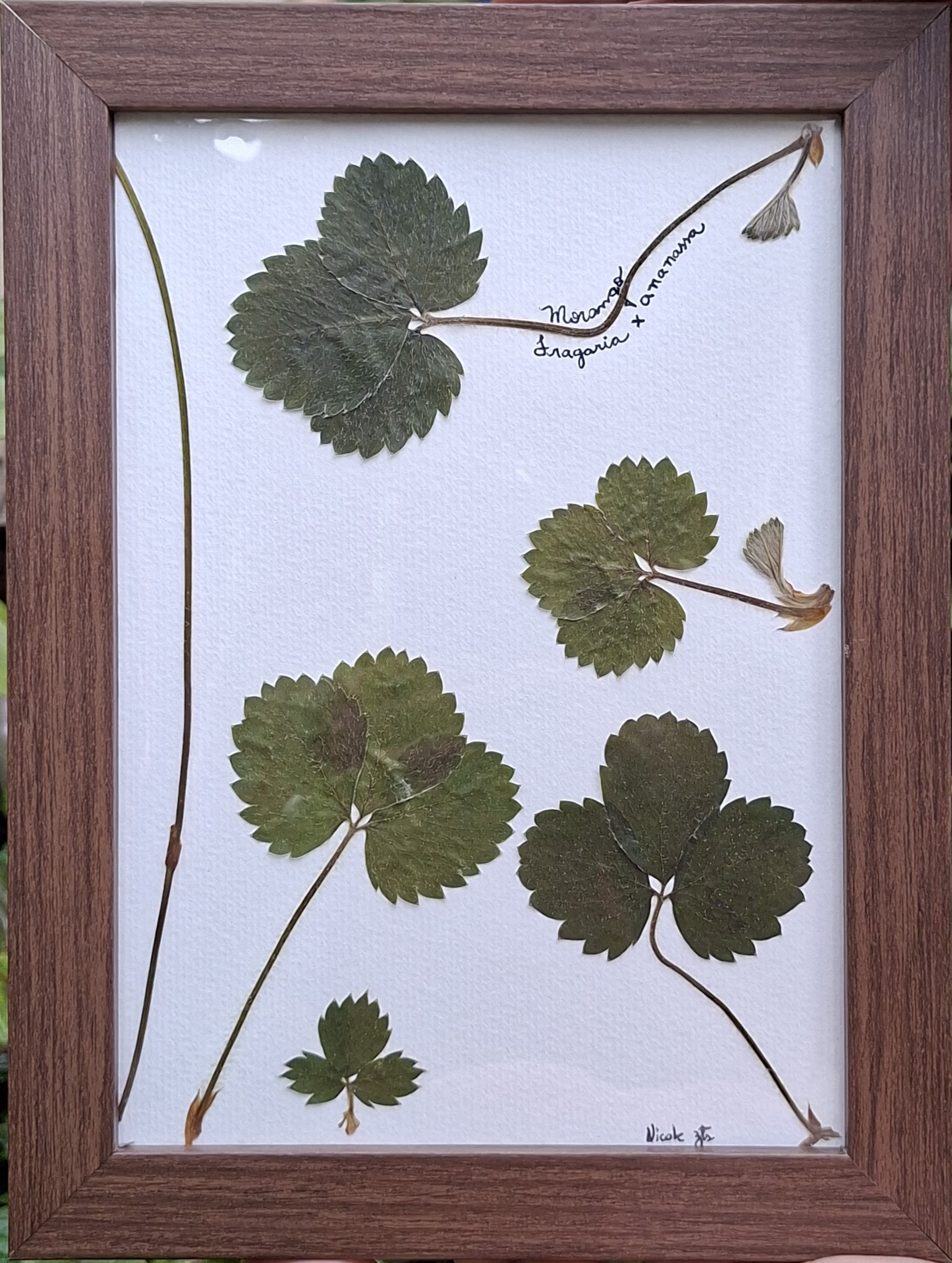 Morango - Fragaria × ananassa - imagem 3