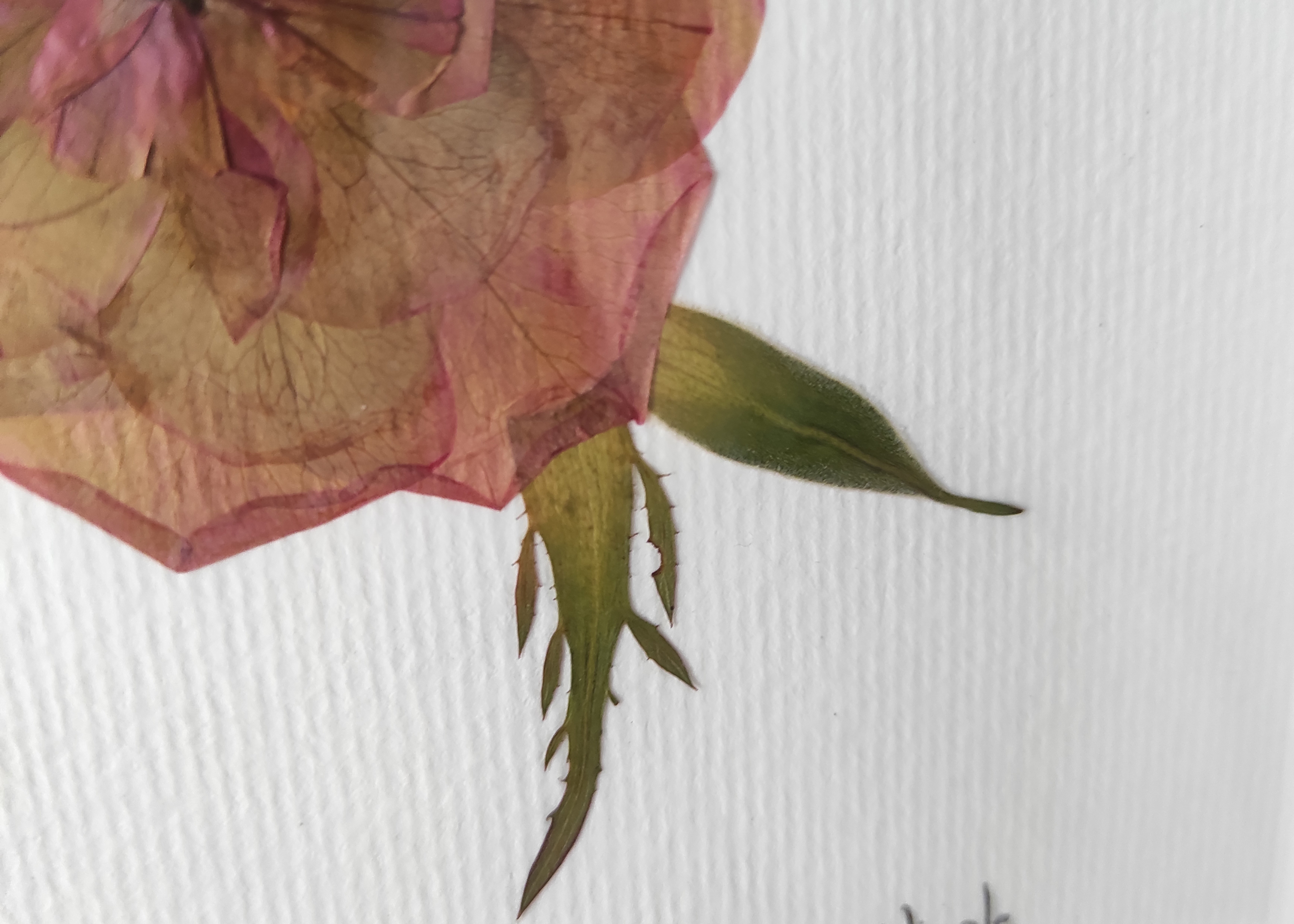 Roseira Rosada - imagem 2