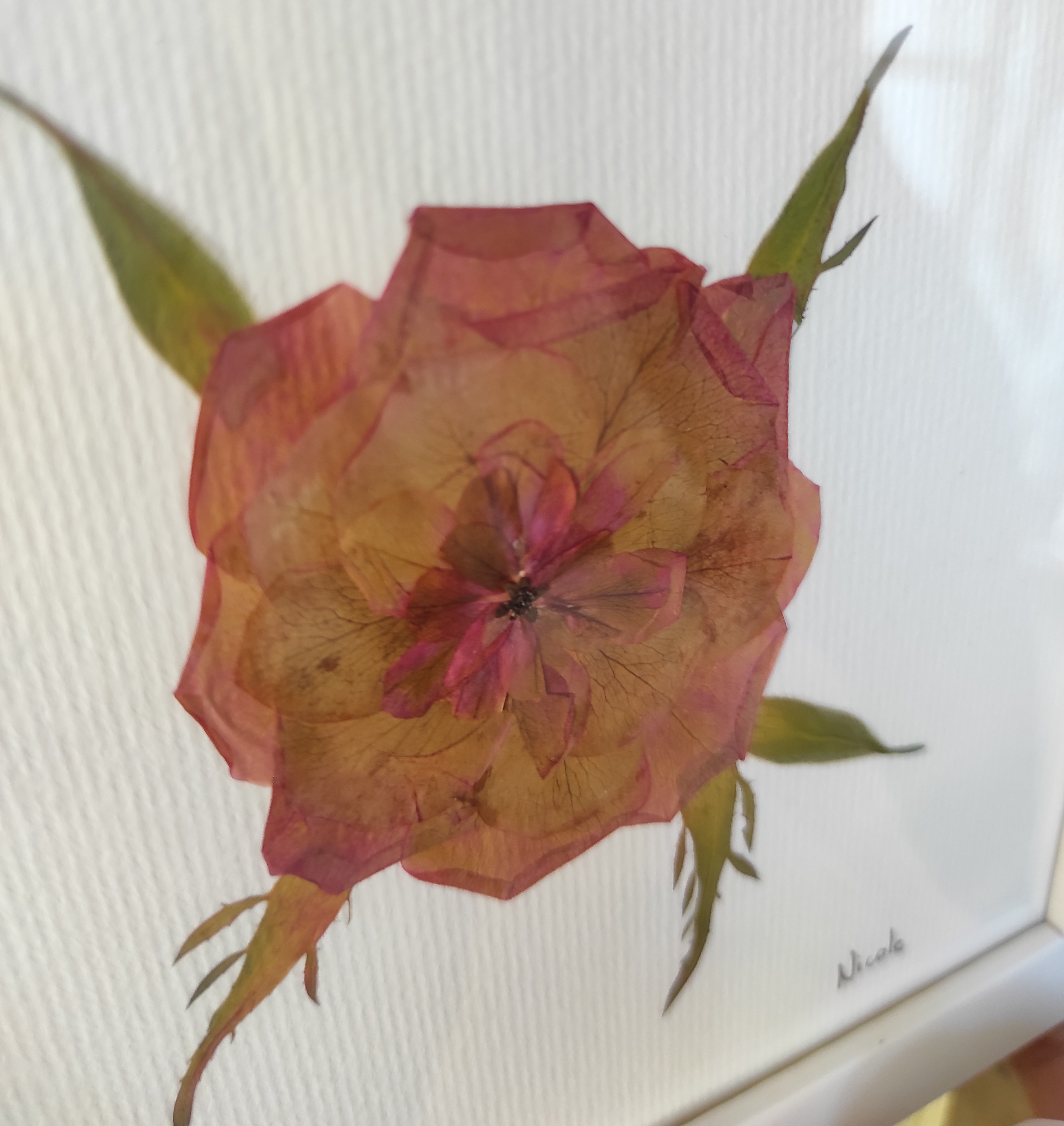 Roseira Rosada - imagem 3