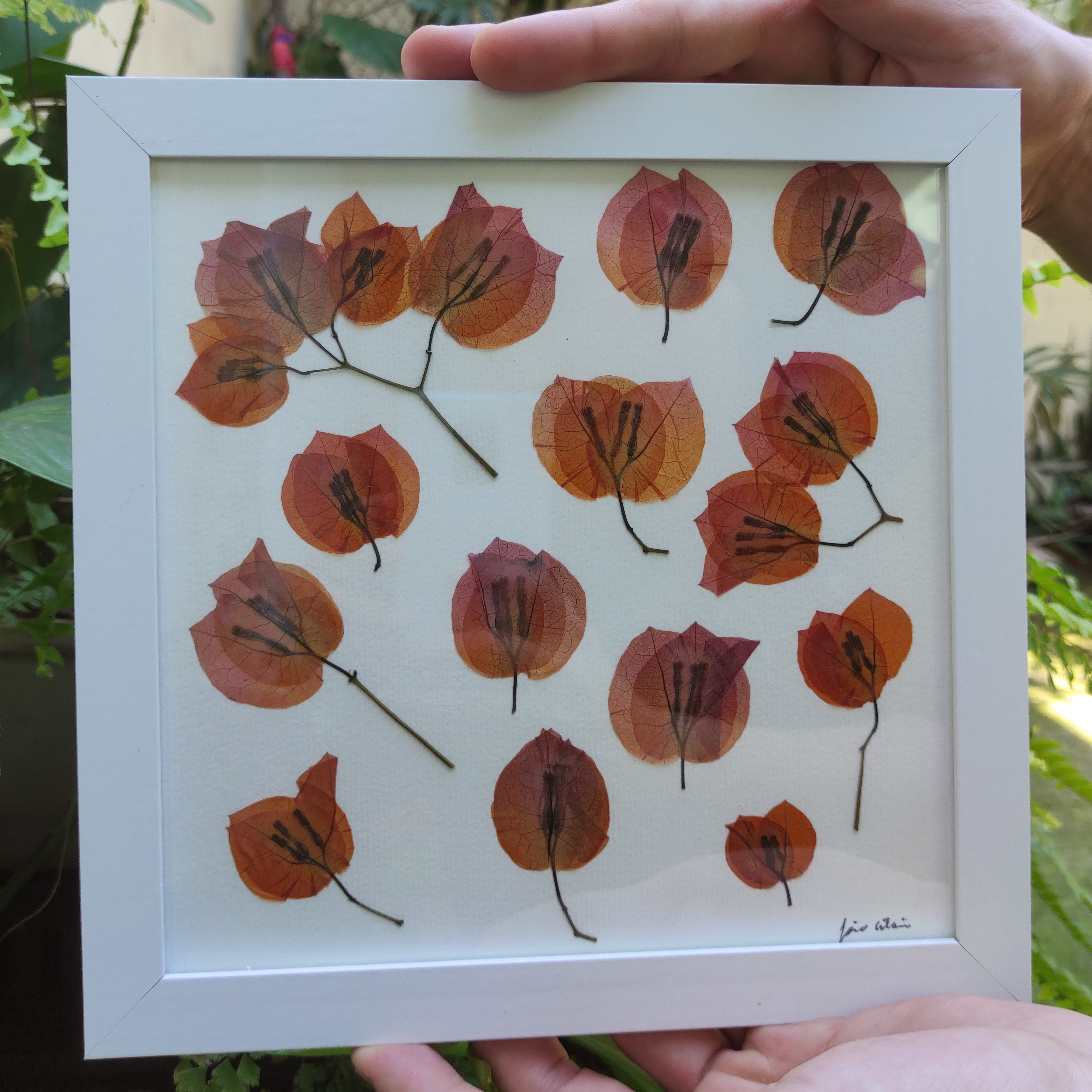 Primavera laranja