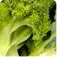 The image depicts a close-up view of a green leaf, with its intricate veins and textures visible against a blurred, lush green background, creating a sense of depth and natural beauty.