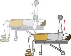 dumbell chest press - male