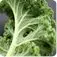 A close-up view of a green leafy vegetable, likely a type of cabbage or kale, with its intricate and textured leaves filling the frame against a blurred background.