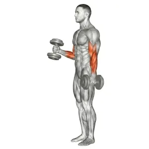 Hammer Curl