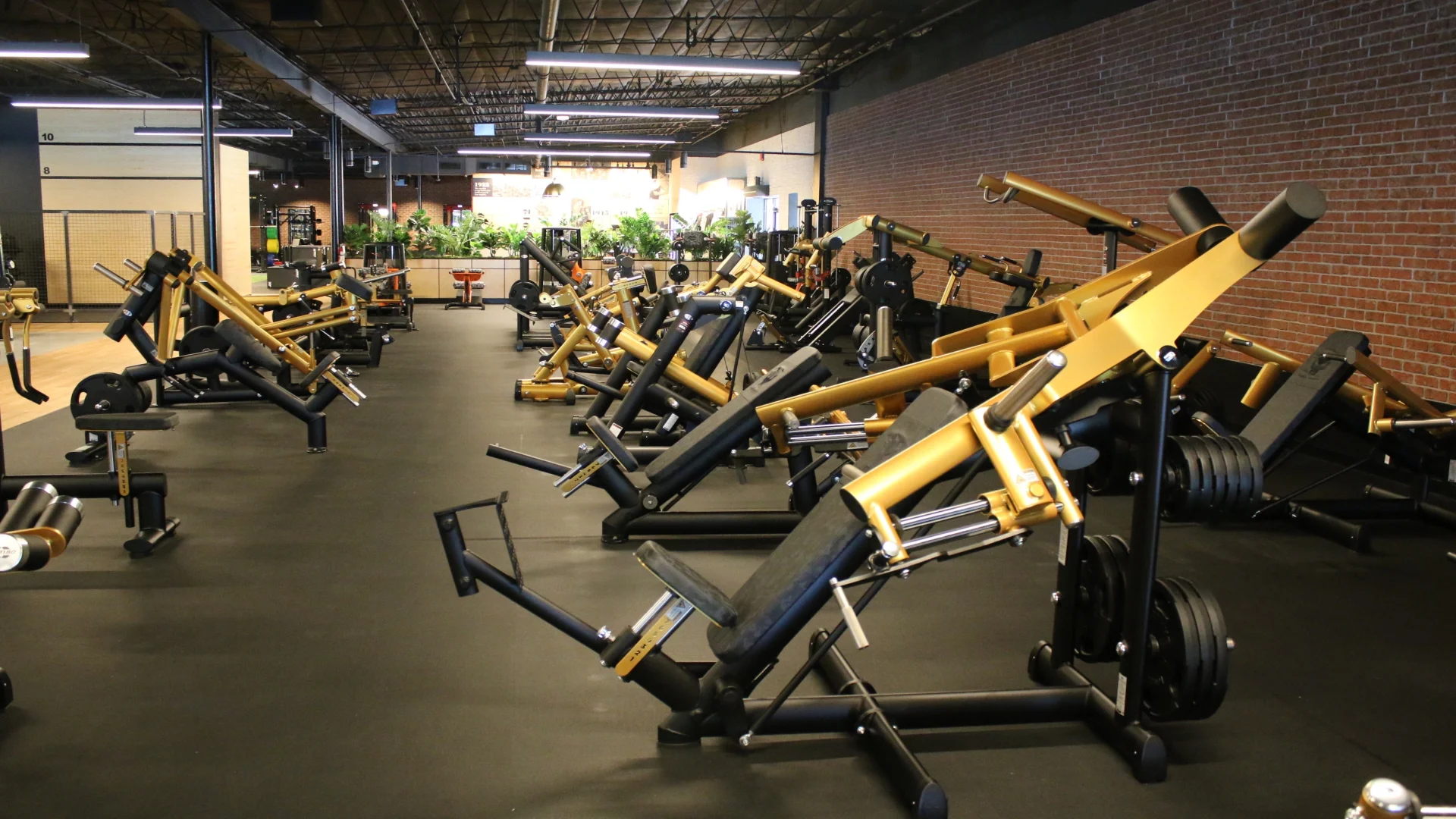 Gold and black plate-loaded strength equipment at Gold's Gym Austin, Burnet Rd, arranged across a rubber flooring area next to a brick accent wall and greenery.