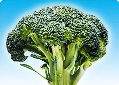A large, lush green broccoli floret stands prominently against a vibrant blue sky background.