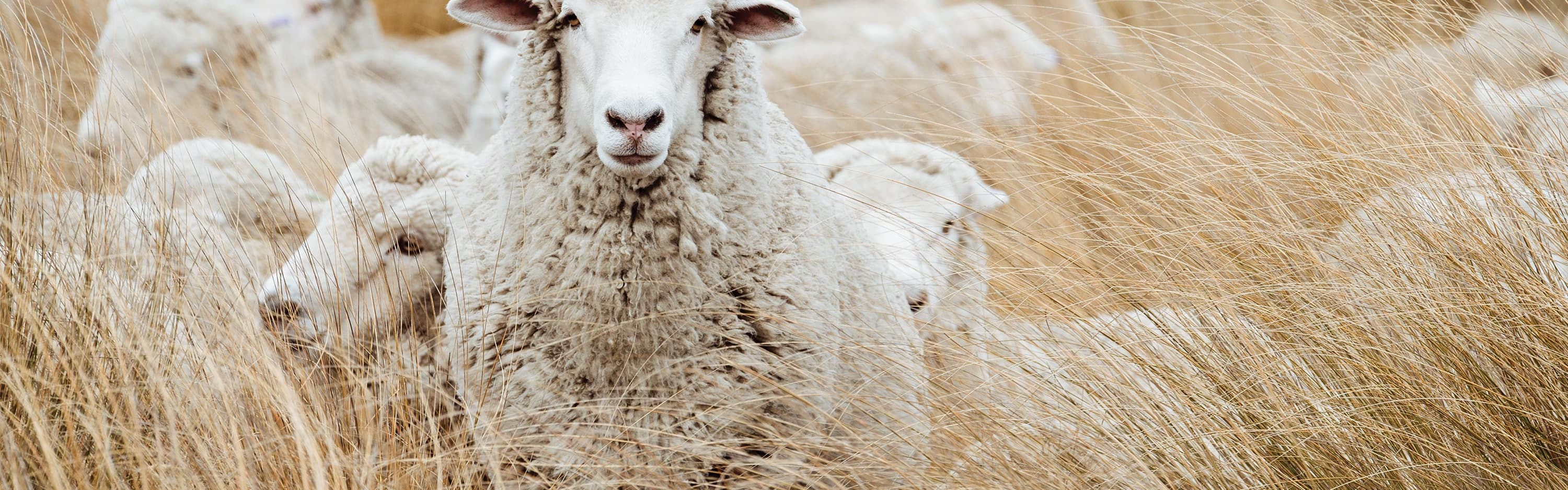 NZ Wool banner