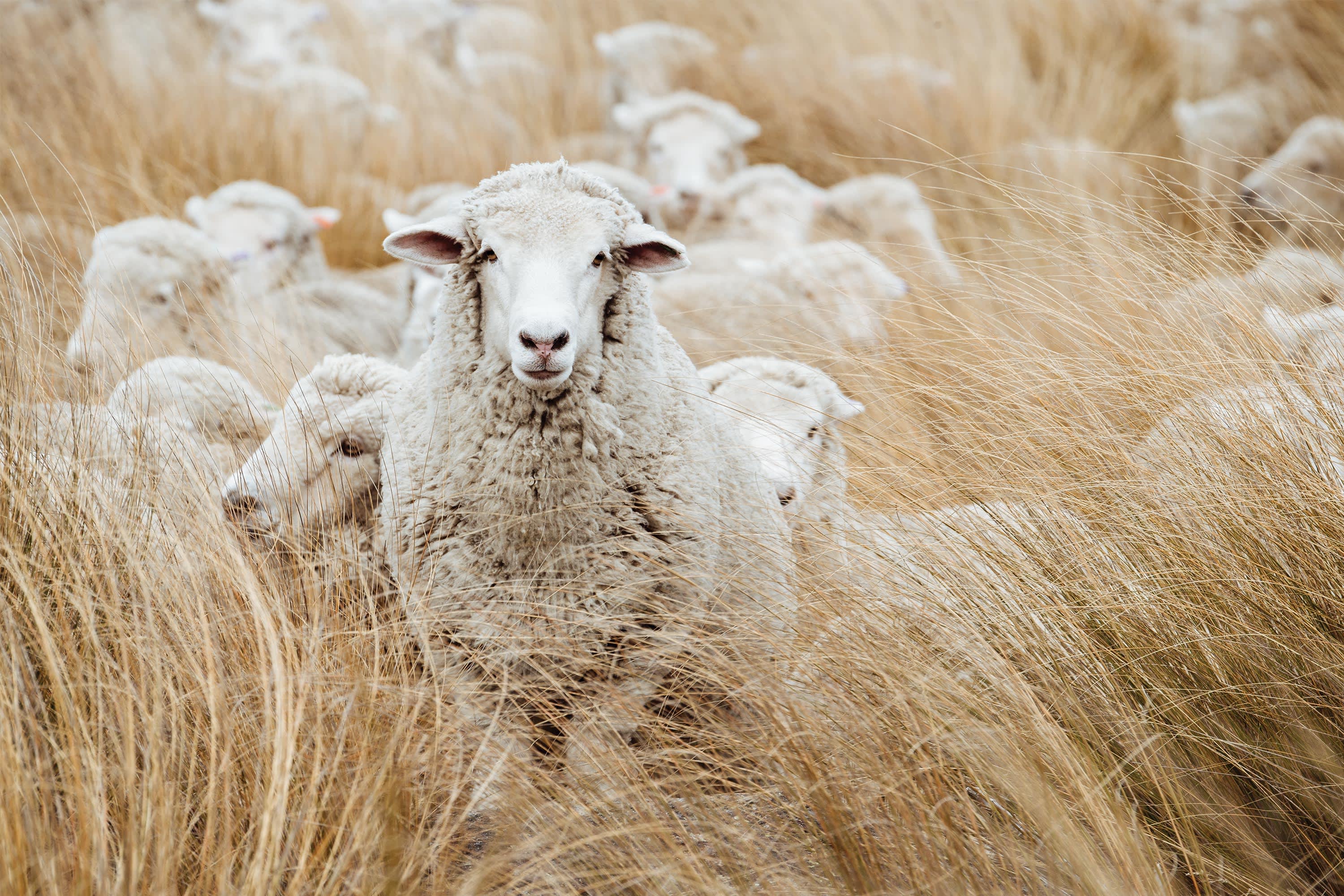 NZ Wool banner