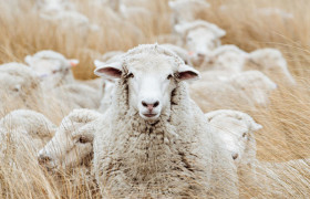 Our Wool Story