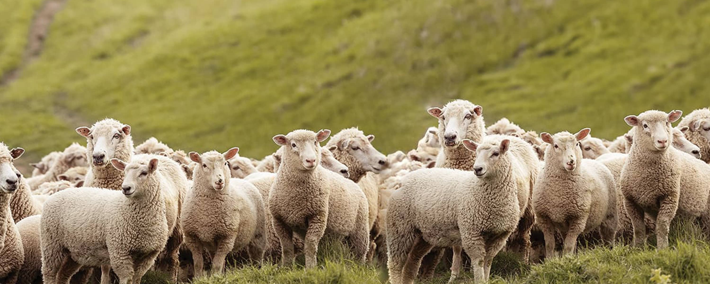 From Farm to Floor – The Journey of New Zealand Wool Carpet   banner