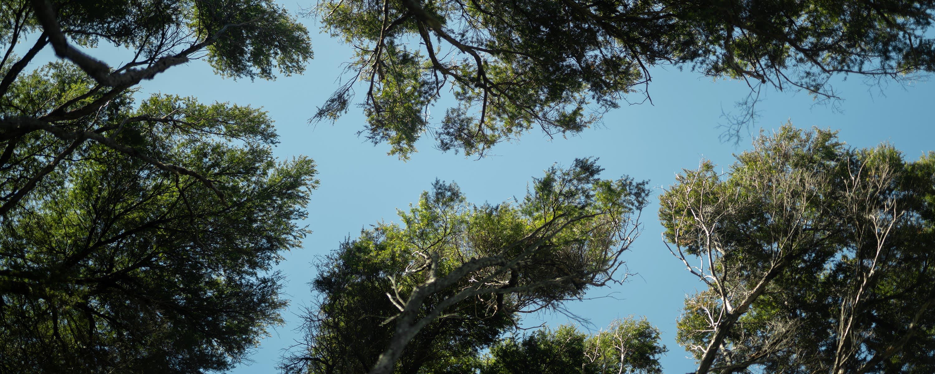 Funding Native Trees banner