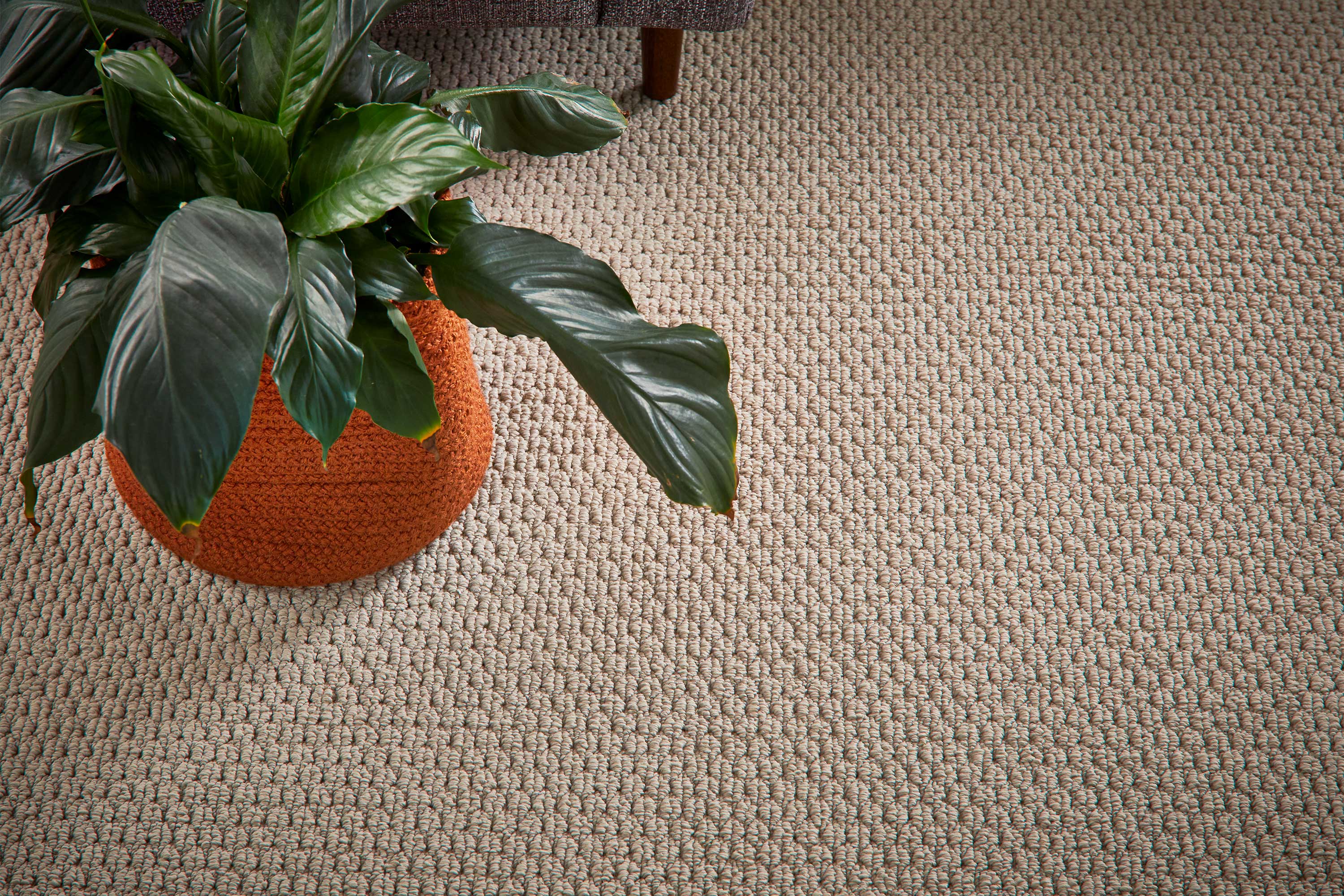 Textured Loop Carpet Buy Narcissus Dark Brown Loop Pile Polypropylene