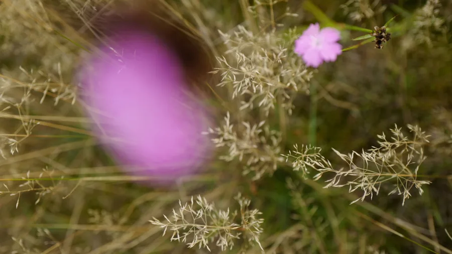 ghl land Titelfoto Blume3