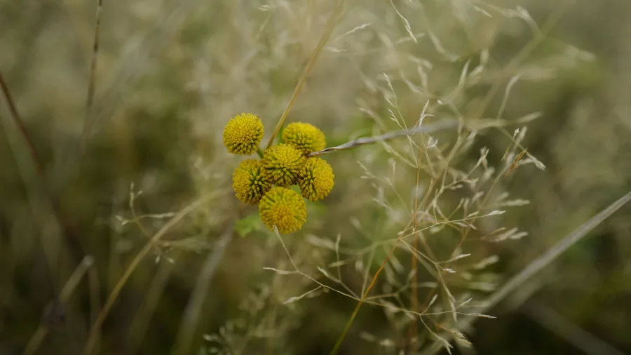ghl land Titelfoto Blume4