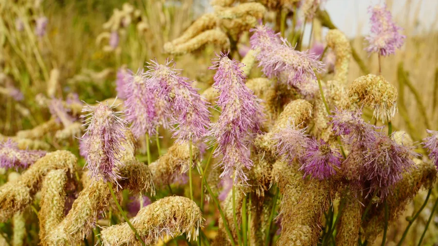 ghl land Titelfoto Blume7